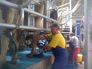 De ce sa folosesc mulgatoarele de vaci la  ferma