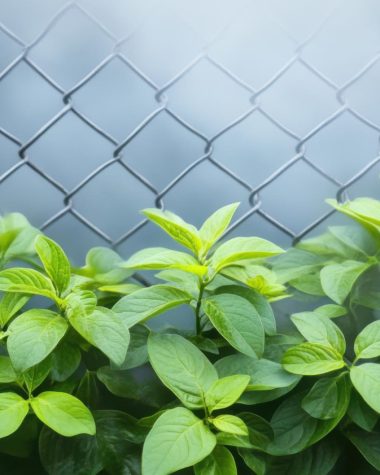 Ce tipuri de plase de sârmă sunt recomandate pentru agricultură?